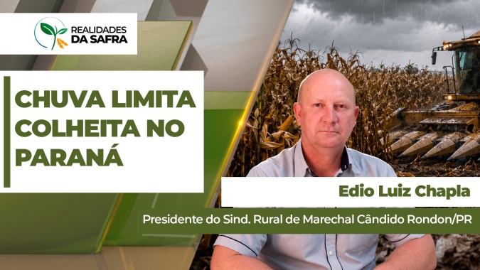 Chuva limita avanço da colheita do milho em Marechal Cândido Rondon/PR
