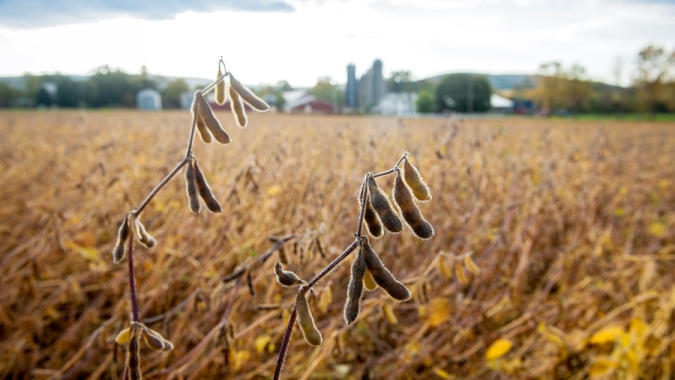 Mesmo com área recorde, produção de soja na América do Sul cai 9% na safra 2021/22, mostra DATAGRO