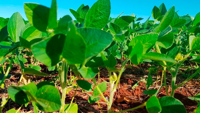 Plantio da soja foi finalizado ainda em outubro em Aral Moreira/MS e agora lavouras precisam de chuva pra se desenvolver