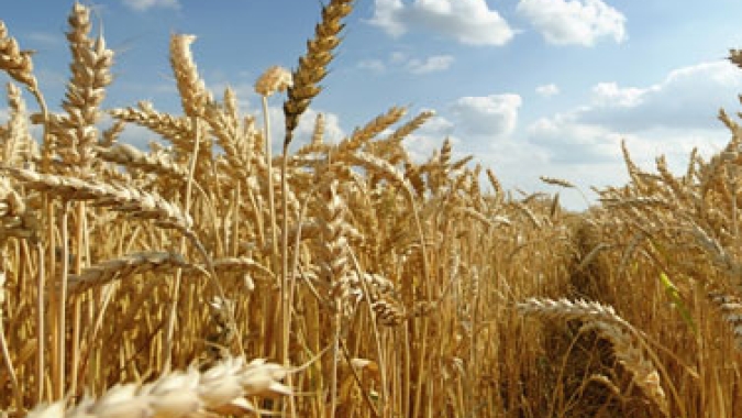 Cereais de inverno podem substituir o milho na alimentação de suínos e aves