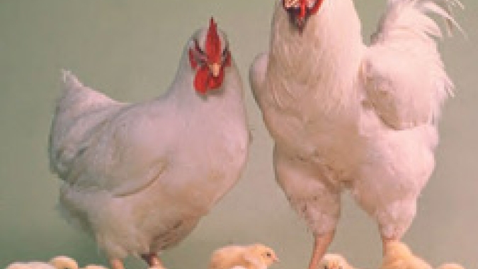 Frango/Cepea: Em mercado lento, preços recuam em novembro