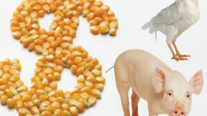 Relação de troca com o milho está mais favorável para o suinocultor do que para o avicultor, apontam especialistas