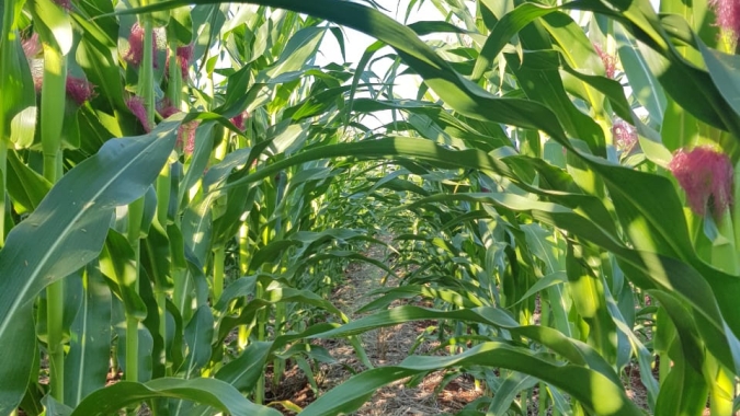 Produtores acreditam em perdas maiores na safra do milho