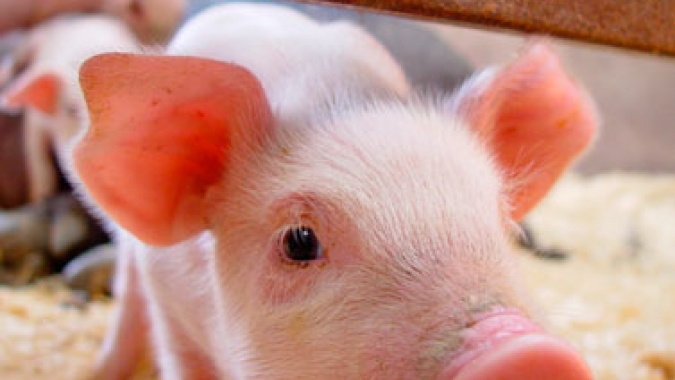 Suínos/Cepea: Carne suína ganha competitividade frente às concorrentes