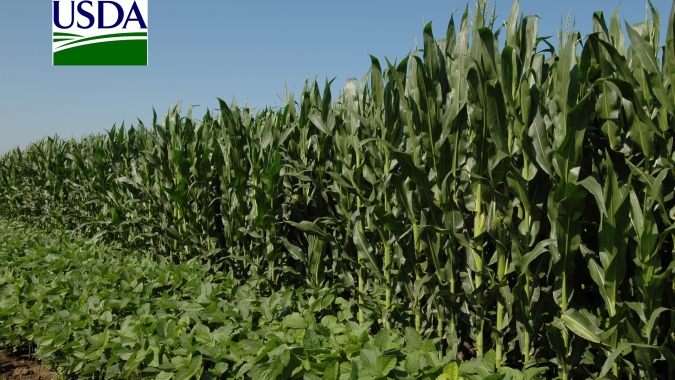 USDA: Índice de lavouras de soja e milho dos EUA em boas/excelentes condições fica abaixo do esperado