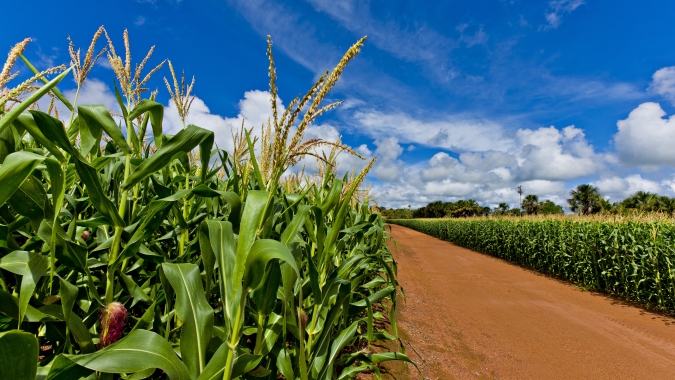 Produção de milho no Brasil deve atingir 131 milhões de toneladas e impulsionar cenário global de grãos