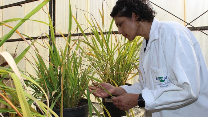 Ciência usa edição gênica para desenvolver arroz resistente à brusone