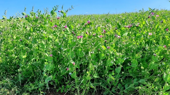 BRS Sulina: cultivar de ervilha é testada com sucesso para adubação verde e cobertura do solo