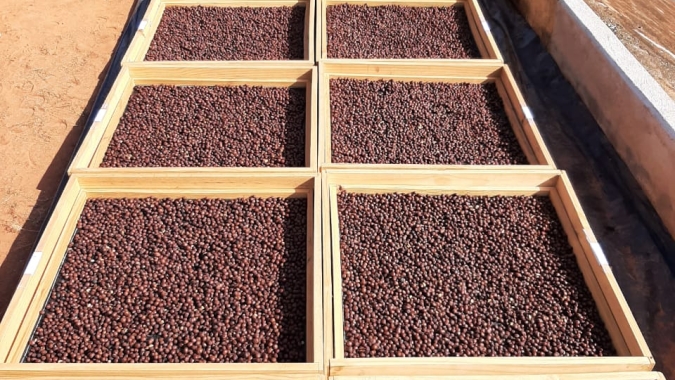 Estudo mostra bom desempenho da pegada de carbono do café arábica em métricas tropicais