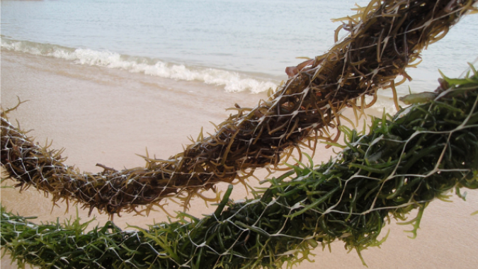 Tecnologia desenvolvida pela Epagri e UFSC viabiliza produção de biofertilizante a partir de alga marinha