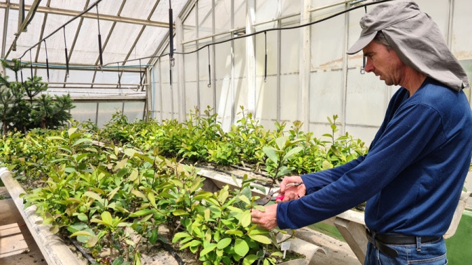 Novo sistema de cultivo de erva-mate pode produzir até dez vezes mais que o tradicional