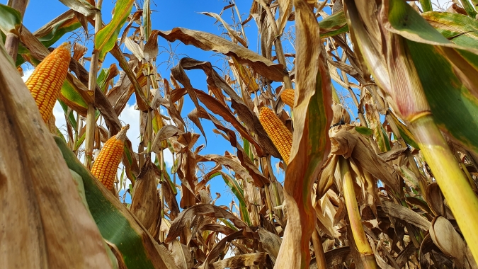 Milho/Cepea: Clima, estoques e baixa liquidez pressionam cotações