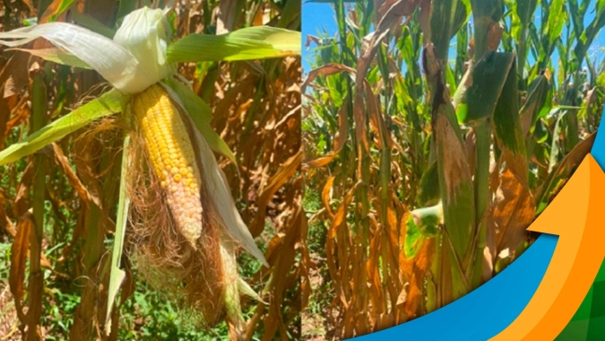 Rio Grande do Sul já tem perdas de até 80% no milho e 40% na soja, aponta Fecoagro/RS