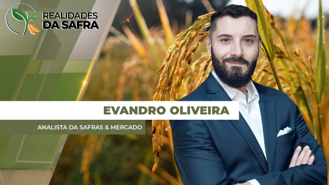 Arroz vive setor de transição no Brasil e área de produção no RS pode se consolidar abaixo de 900 mil ha diante de crise