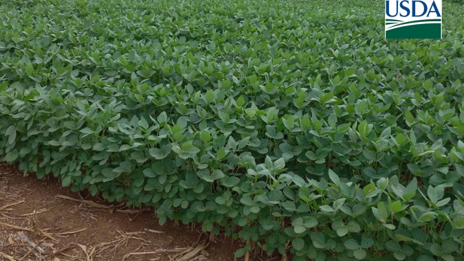 USDA indica melhora no índice de condições de lavouras de soja e milho dos EUA