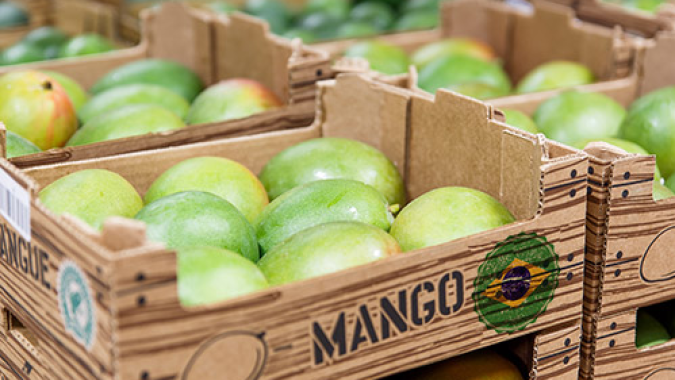Exportações de frutas aceleram na 3ª semana de agosto e volume diário fica 10% acima de 2025