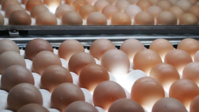 Consumo de ovos avança no Brasil e deve atingir média de 307 unidades por pessoa em 2026