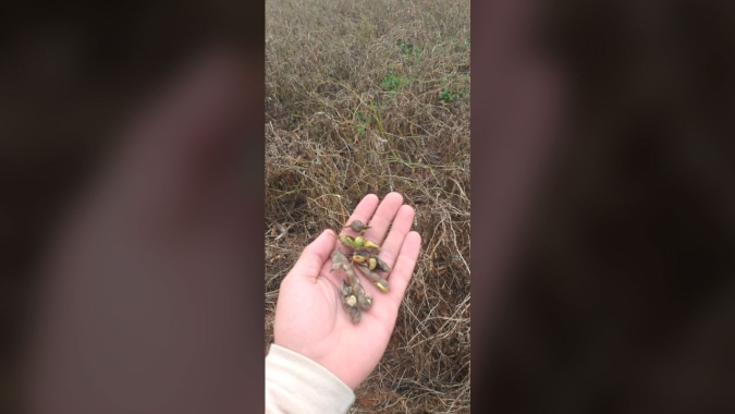 Chuva atrasa a colheita da soja em até 50% em Perdizes/MG