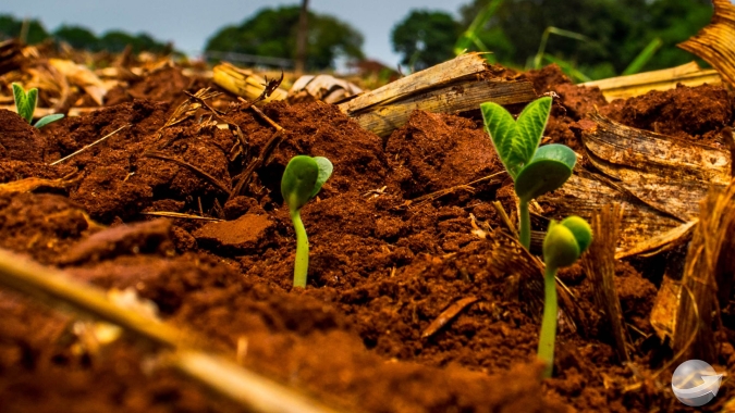 Chuvas agora trazem lentidão ao plantio de soja do Paraná e favorecem florada do café