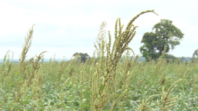 Herbicida renasce no Brasil como alternativa ao glifosato e ALS contra plantas daninhas resistentes