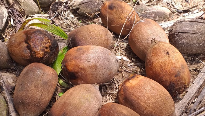 Pesquisa desenvolve bebida e "queijo" feitos com castanha de coco babaçu