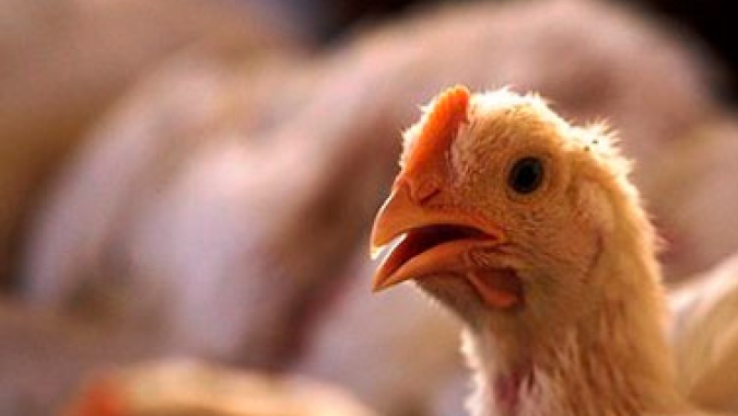 Goiás adota novas medidas para prevenção da gripe aviária