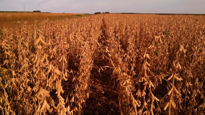 Manejo do solo eleva produtividade relativa da soja em 11,1 pontos percentuais a cada avanço de nível, aponta Embrapa