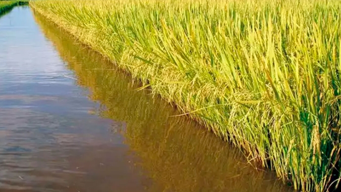 “É um absurdo o tamanho da área de arroz que a Conab está cogitando para o Rio Grande do Sul”, afirma presidente da Federarroz