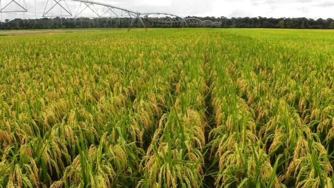 Epagri (SC) lança novo cultivar de arroz nesta sexta-feira