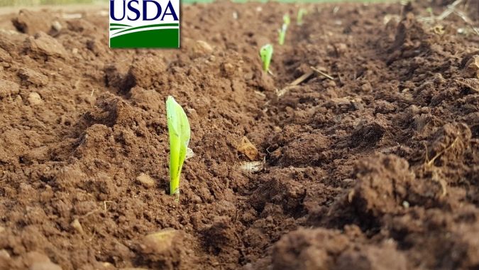 Safra 2019/20: USDA traz plantio do milho em 2% nos EUA, dentro do esperado