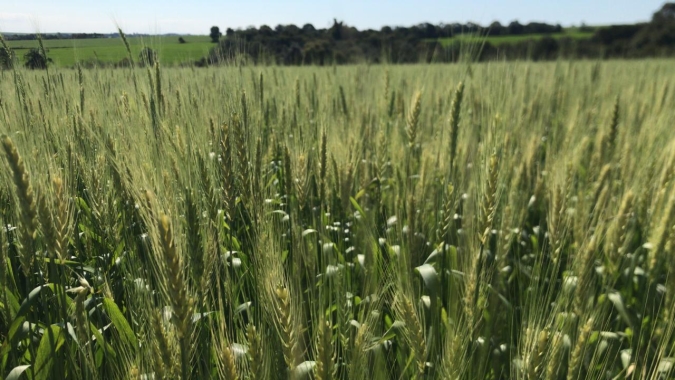 Produção de trigo no Brasil deve atingir 6,3 mi t, diz Safras; importação pode crescer