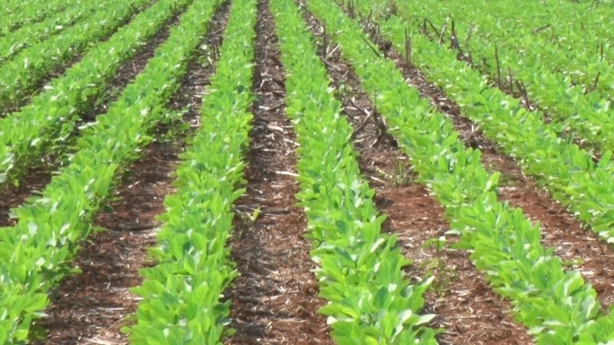 Querência/MT se prepara para a colheita da soja e espera boa produtividade