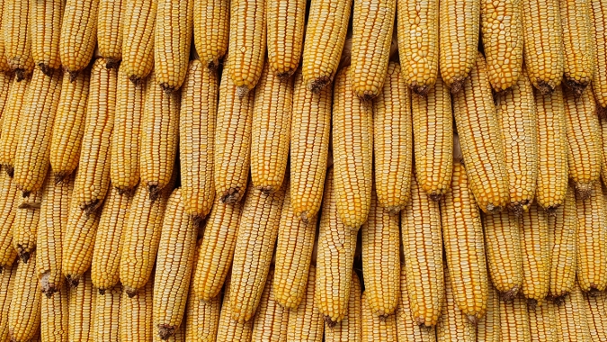 Mato Grosso do Sul já vendeu 41% da segunda safra de milho e preços no estado estão pressionados