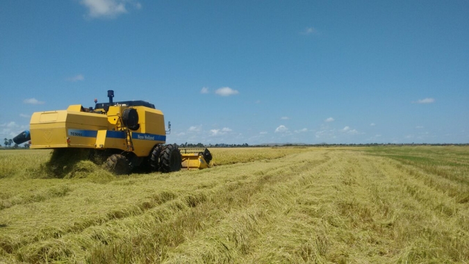 Colheita do arroz avança no RS e atinge 95% da área semeada