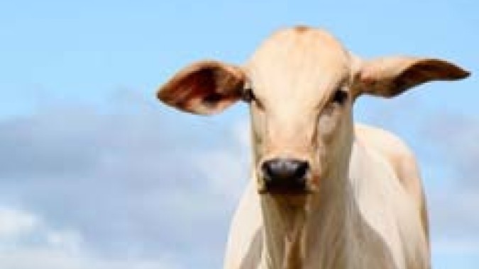 Brasil investiga 2 casos suspeitos em humanos de doença associada ao mal da vaca louca