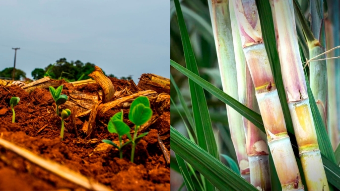 Produtores do noroeste de SP expandem cultivo de soja em áreas canavieiras e aprimoram tecnologia em encontro na próxima semana