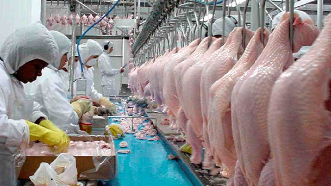 Argentina retoma exportação de produtos avícolas a alguns países compradores, após casos de gripe aviária em plantéis comerciais