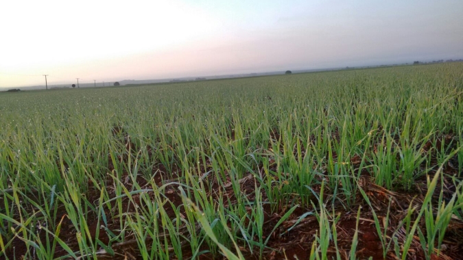 Plantio de trigo atinge 47% no PR; colheita da safrinha de milho ainda não começa