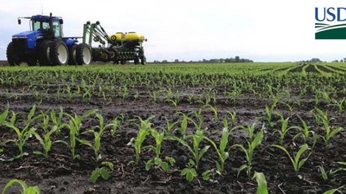 USDA divulga área de plantio de soja menor que a expectativa de março