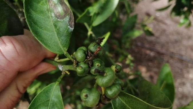 Praga sul-africana prejudica produção de citrus na Espanha