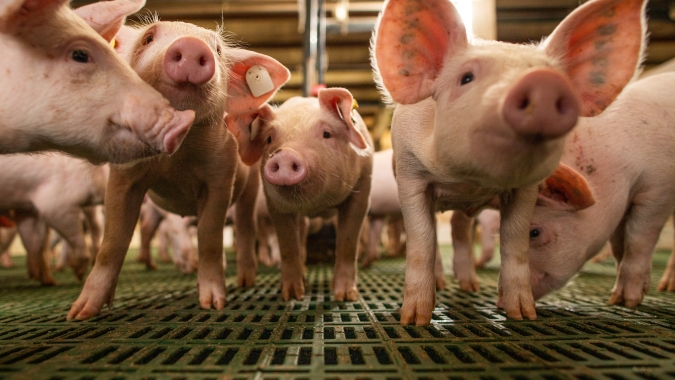 Suínos: mercado tem preços mistos, mas variações são pequenas