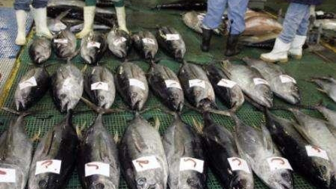 Operação Semana Santa: 94,8% dos pescados com SIF estão regulares