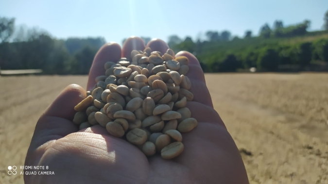 CNC: Notícia sobre importação de café é fake news
