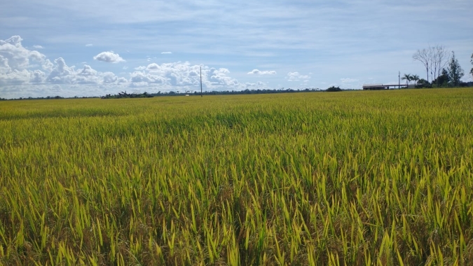 Produção excedente de arroz é alternativa para escassez de milho