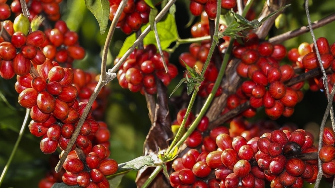 Vendas de café 2021/22 do Brasil atingem 48% da produção esperada, diz Safras