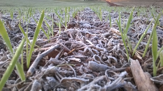 Lavouras de milho já germinadas na Argentina são impactadas por geadas, aponta Bolsa de Buenos Aires