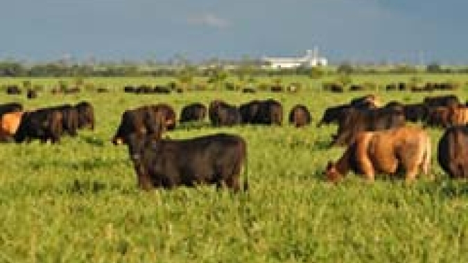Zootecnistas contribuem para o bom desempenho da pecuária brasileira