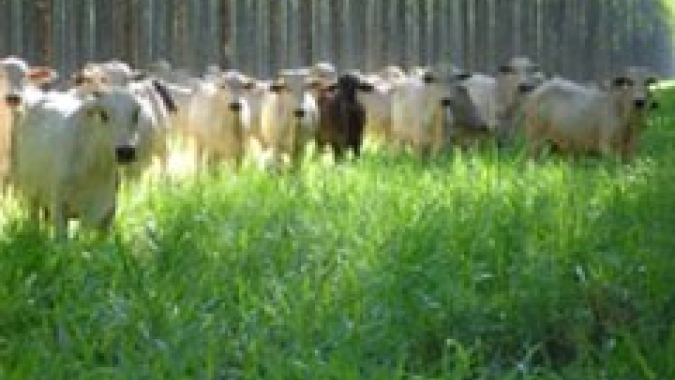 Dias de Campo em Ipameri (GO) mostram a eficiência dos sistemas integrados e a importância da agricultura sustentável