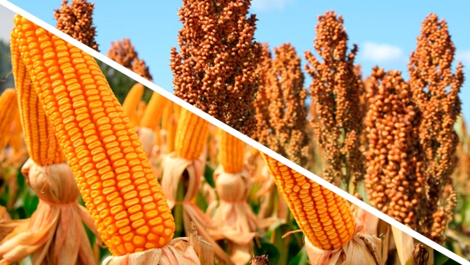 Sorgo e milheto têm Zarc validado no Mato Grosso do Sul