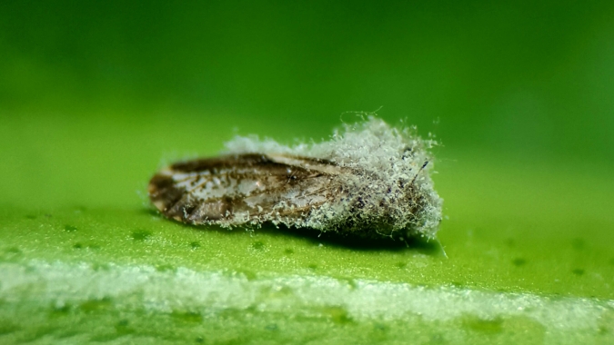 Bioinseticida controla em até 80% vetor do greening, principal doença da citricultura mundial